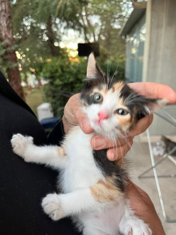 Urgente! Gattini hanno bisogno di voi! cercano casa Separatamente o insieme per sempre! vivono in stradaaaa!!  Foto 3